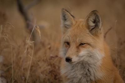 草地上的橙色狐狸